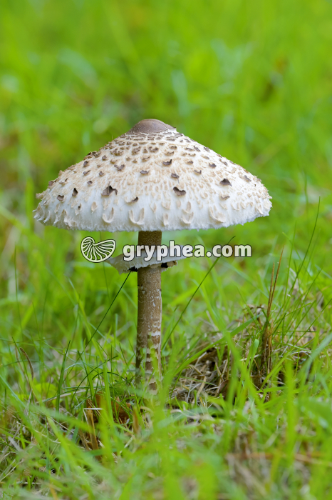 Lépiote élevée (Macrolepiota procera) - Basidiomycète - gryphea.com